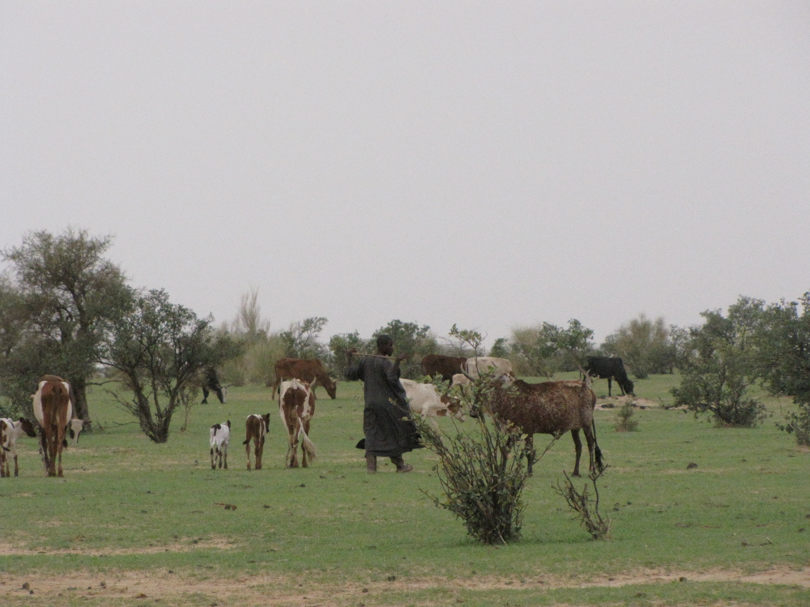 berger de dorool.jpg